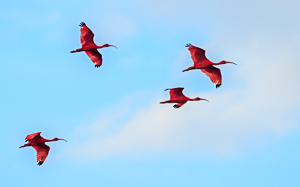 Picture 9 - Scarlet Ibis in flight, Caroni Swamp, Trinidad.